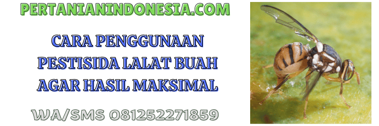 cara,penggunaan,pengaplikasian,insektisida,pertanian indonesia